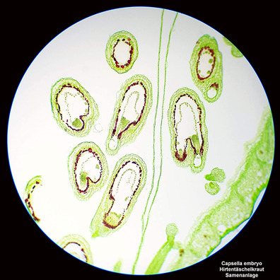 Bresser Science TFM-201 Bino microscope